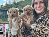 Toy Poodle Bebekler