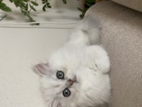 Dünya tatlısı british longhair