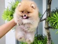 Pomeranian boo köpeğimiz @ppuppypawbodrum