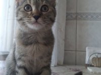 3 AYLIK SCOTTISH KIRMASI BEBEKLER