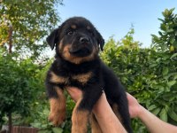 Antalya rottweiler