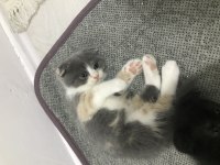 70 günlük scottish fold dişi