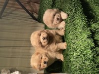 ESKİMO POFUDUK CHOW CHOW BEBEKLERİMİZ