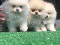 2.5 aylık 2 dişi ve 1 erkek üst kalite pomeranian boo