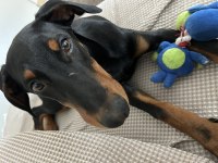 4 aylık yavru doberman