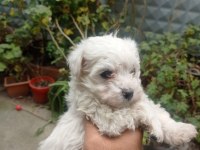 İzmir den orijinal Terrier Maltese yavrular