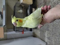 ELE ALIŞIK ISIRMA HUYU OLMAYAN LUTİNO SULTAN BEBEK