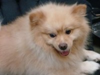 Pomeranian boo zeus