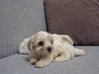 Sağlık Ve Irk Garantili Maltese
