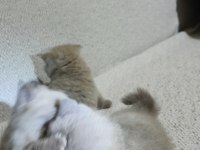 British longhair kediler 2 aylıklar