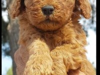 Süper toy poodle bebişler