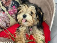En küçük boy morkie yavrularımız