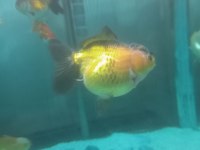 Orandalar Koi Tül Kuyruk Japon Teleskop