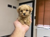 Micro Teacup Özel Yavru