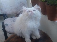 3 aylık dişi persian