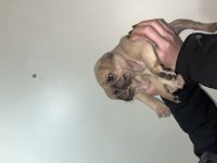 Pug bebeklerim