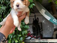 Irk sağlık garantili cavalier king charles bebek köpekleri