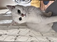 British Shorthair Silver Point Erkek Yavru