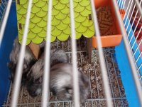 Gonzales hamster yavruları