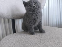 British shorthair erkek yavru