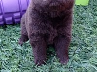 MÜKEMMEL KREM VE SİYAH CHOW CHOW YAVRULAR