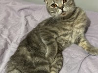 Scottish Fold 7 Aylık Dişi