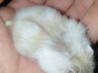 Özel Sarı Beyaz Parçalı Renk Gonzales Hamster