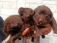 2 Aylık Cane Corso Yavrularımız