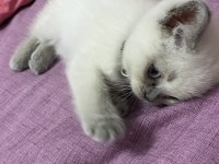 Son kalan oyuncu kedim sahiplendirilecek