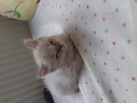 2 aylık british shorthair