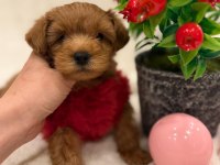 TATLI MALTİPOO KÖPEKLER
