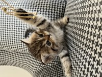 Özel renk british shorthair kediler