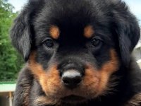 Macar rottweiler 2 aylık