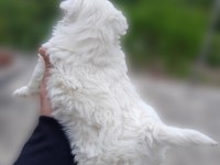 0 numara maltese terrier yavrumuz