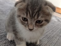 Yavru kedi