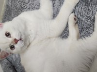 10 aylık british shorthair erkek