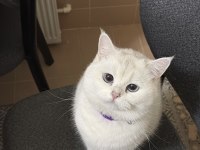 Ücretsiz sahiplendirme kediler