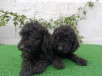 Siyah poodle yavrularımız