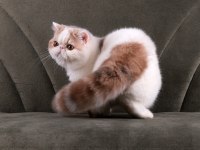 CFA ŞECERELİ SOFT CALİCO KEDİMİZ