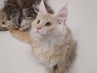 Şampiyonların torunu anne baba şecereli maine coon