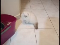 BRİTİSH LONGHAİR