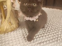 Çikolata british shorthair