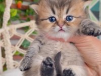 British Longhair Dişi 