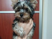 Yorkshire Terrier Erkek Yavrumuz