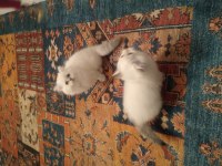 Mükemmel british longhair yavrular