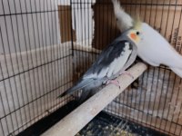 Garantili Takım Sultan Papağanı