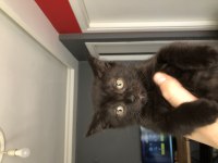 Scottish Fold Yavrular