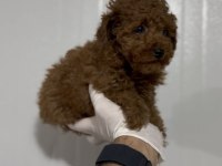 Kore Poodle Kuyruksuz Erkek Üst Kalite Arayana