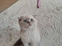 Scottish fold yavru kedimiz sahiplendirme