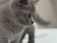 2 Aylık Yavru British Shorthair
